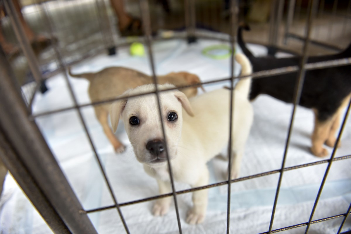 Morgantown City Council postpones vote on animal cruelty law